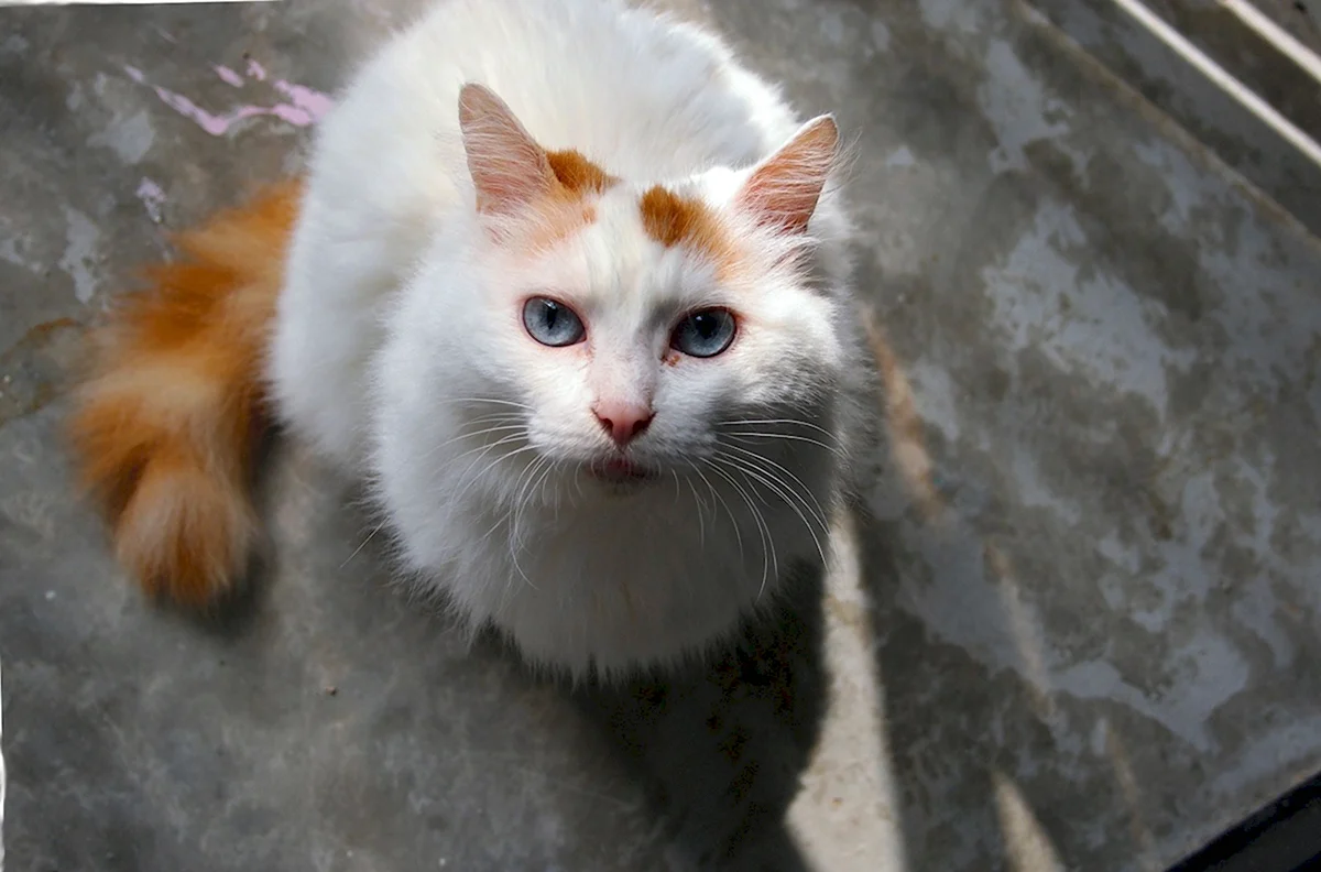 Турецкий Ван котята