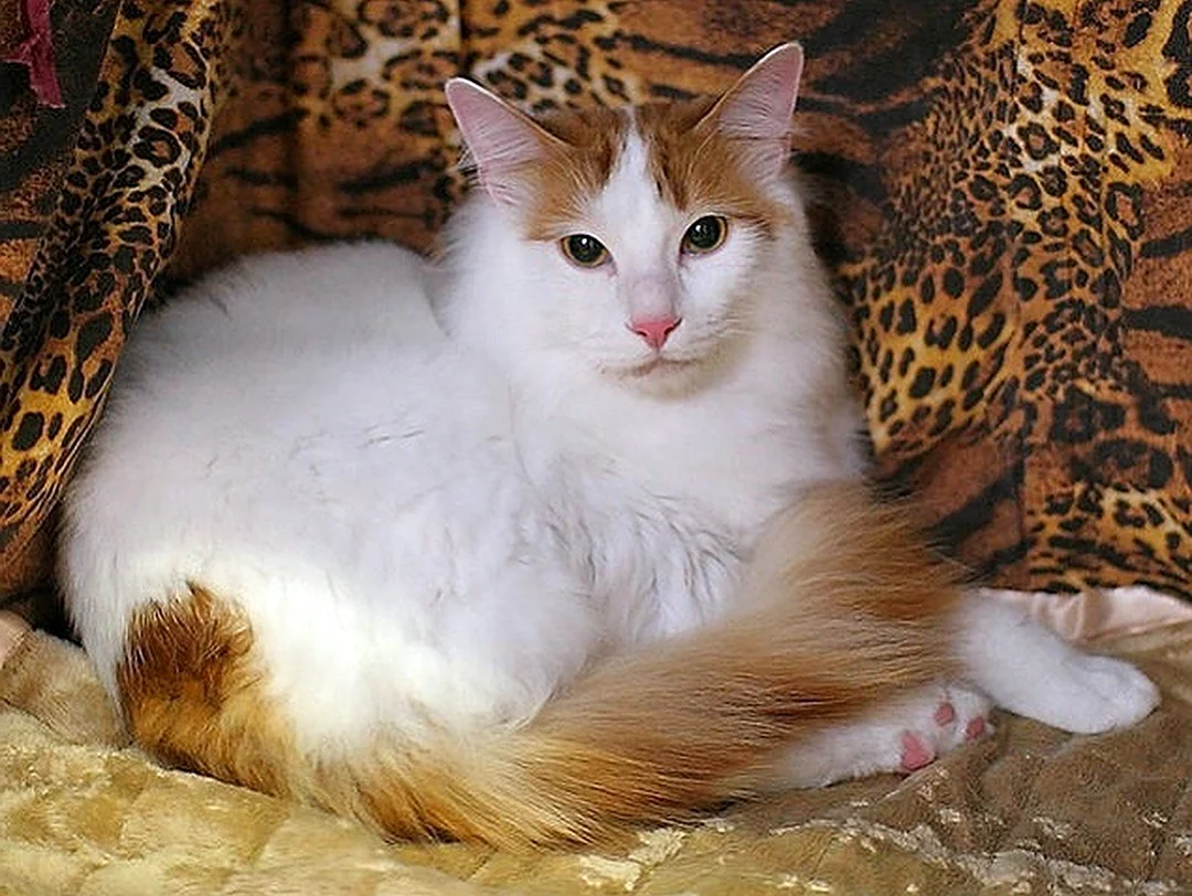 Турецкий Ван порода кошек