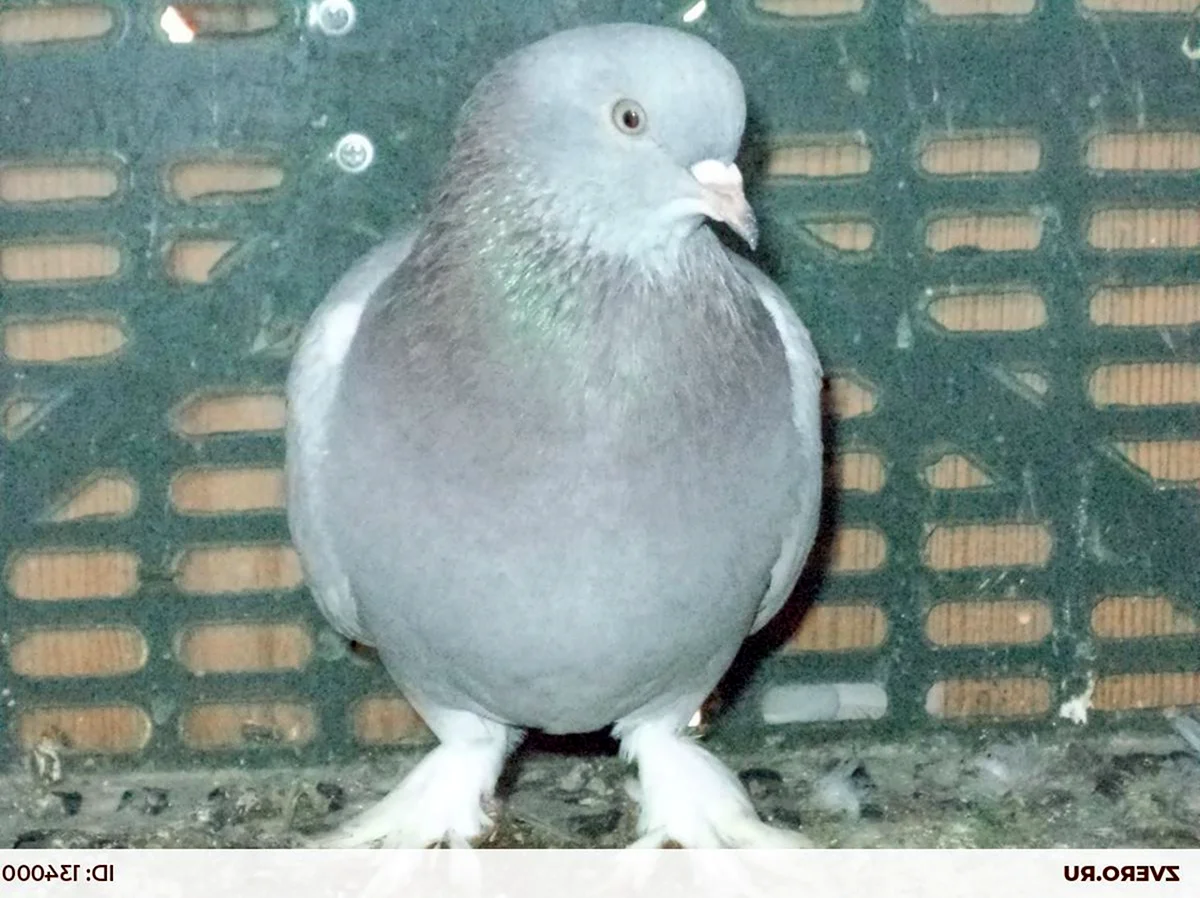 Турки носочубые голуби