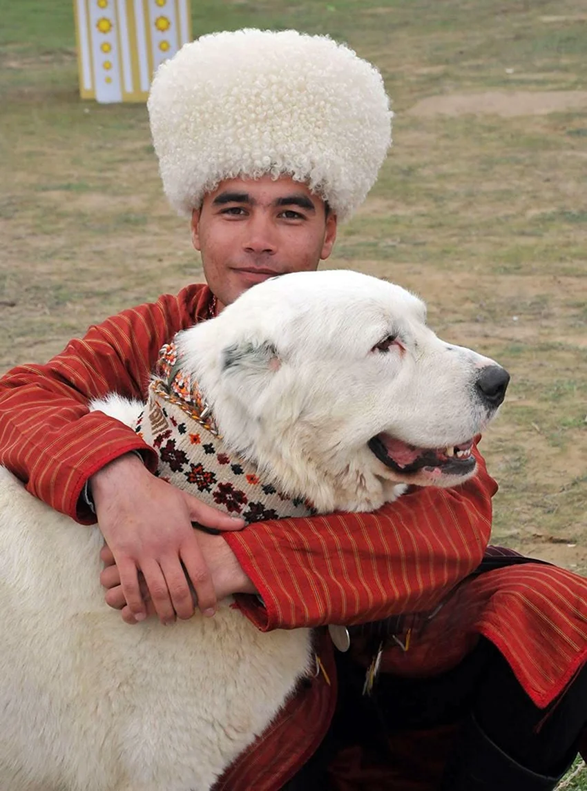 Туркменский алабай туркменский алабай