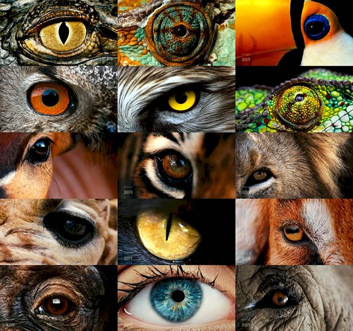 Удивительные глаза животных