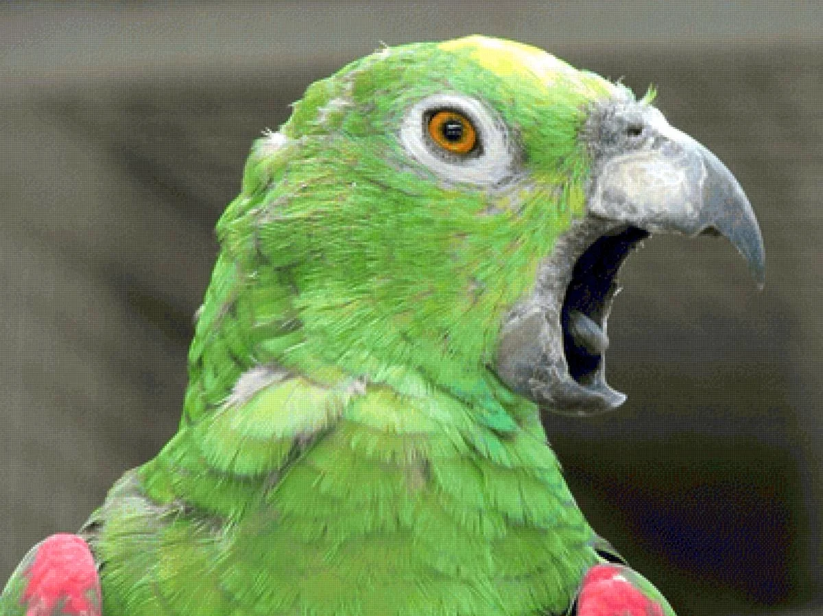 Удивленный попугай