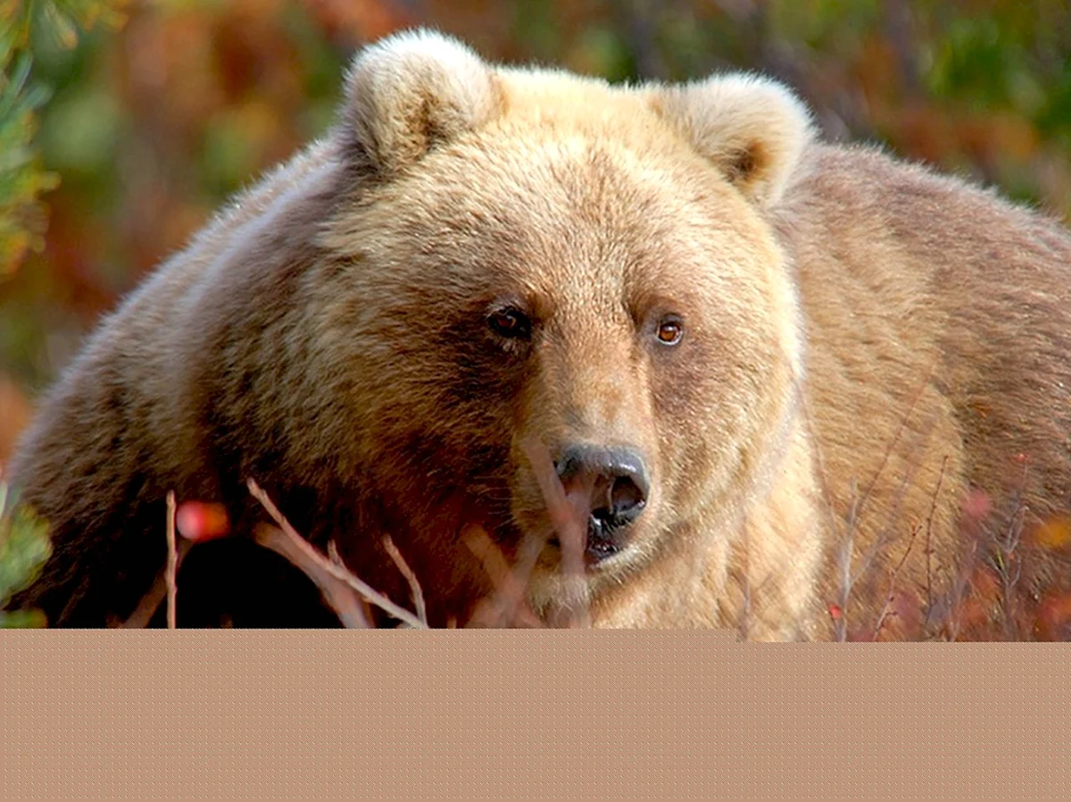 Уральский бурый медведь