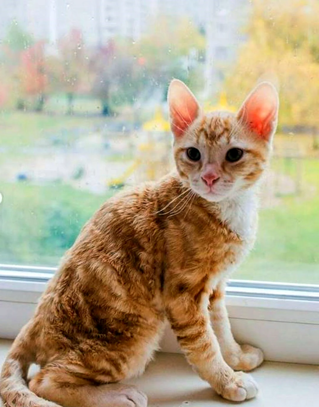 Уральский рекс кошка