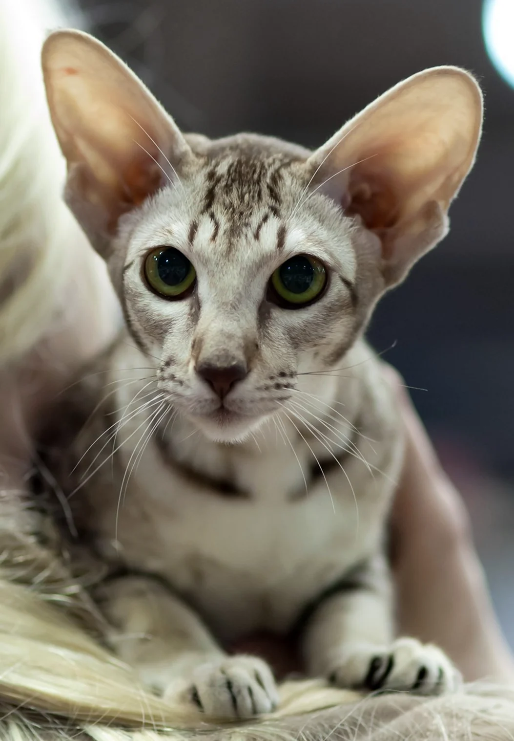 Ушастый кот порода Ориентал
