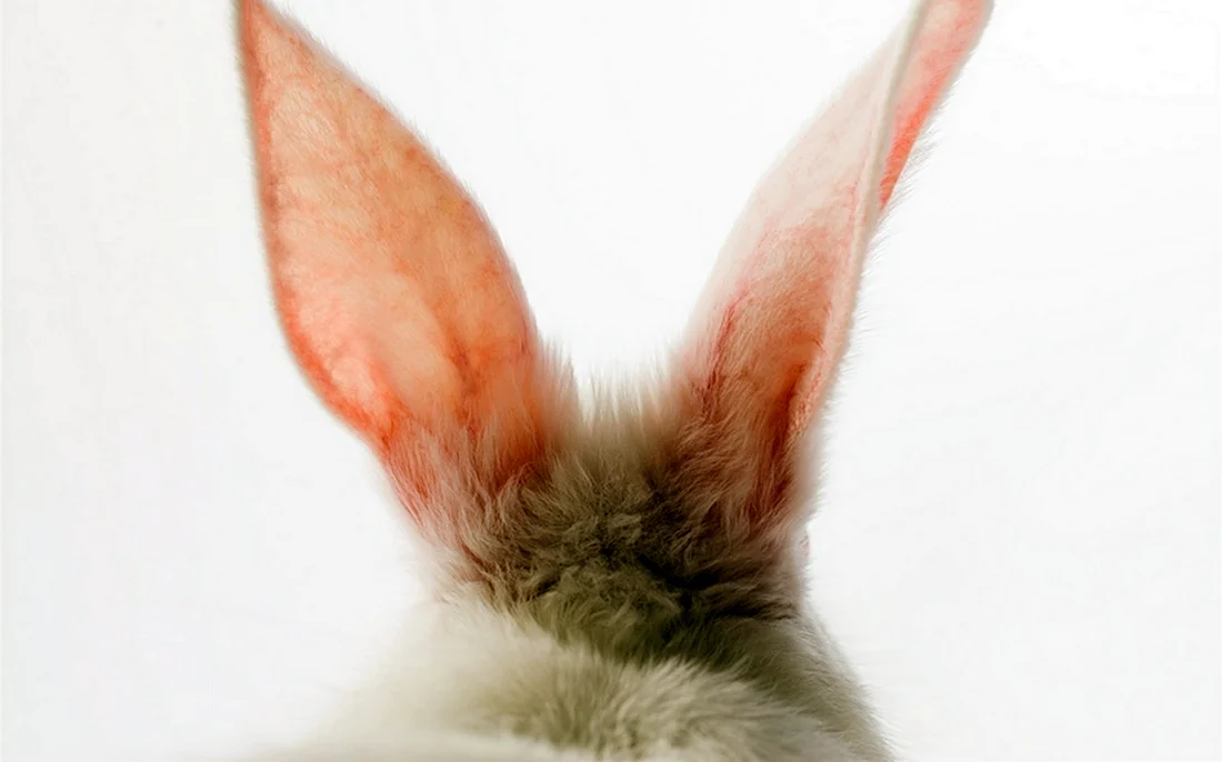 Уши зайца