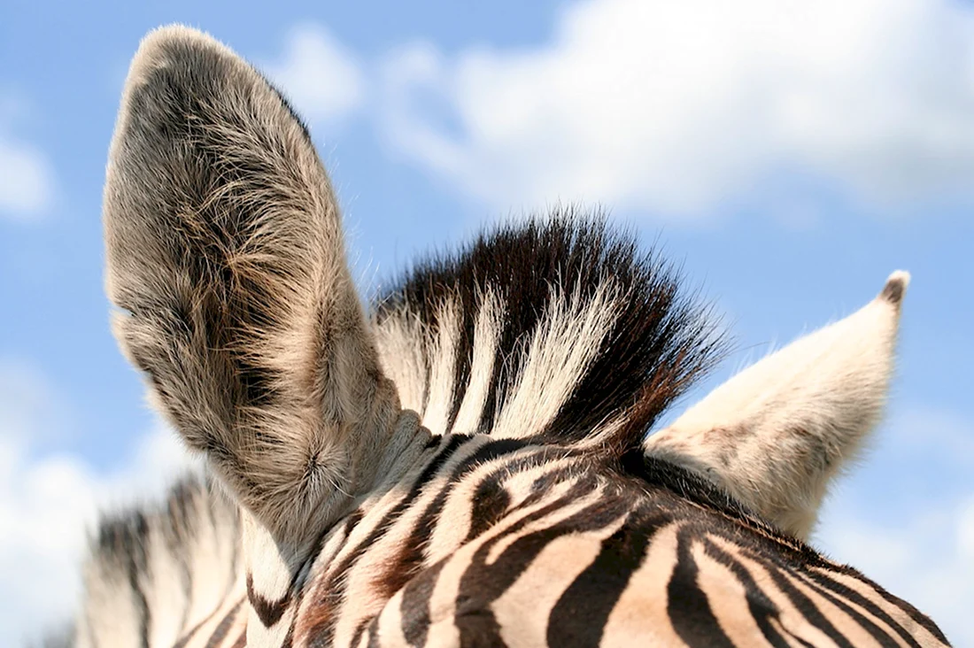 Уши зебры