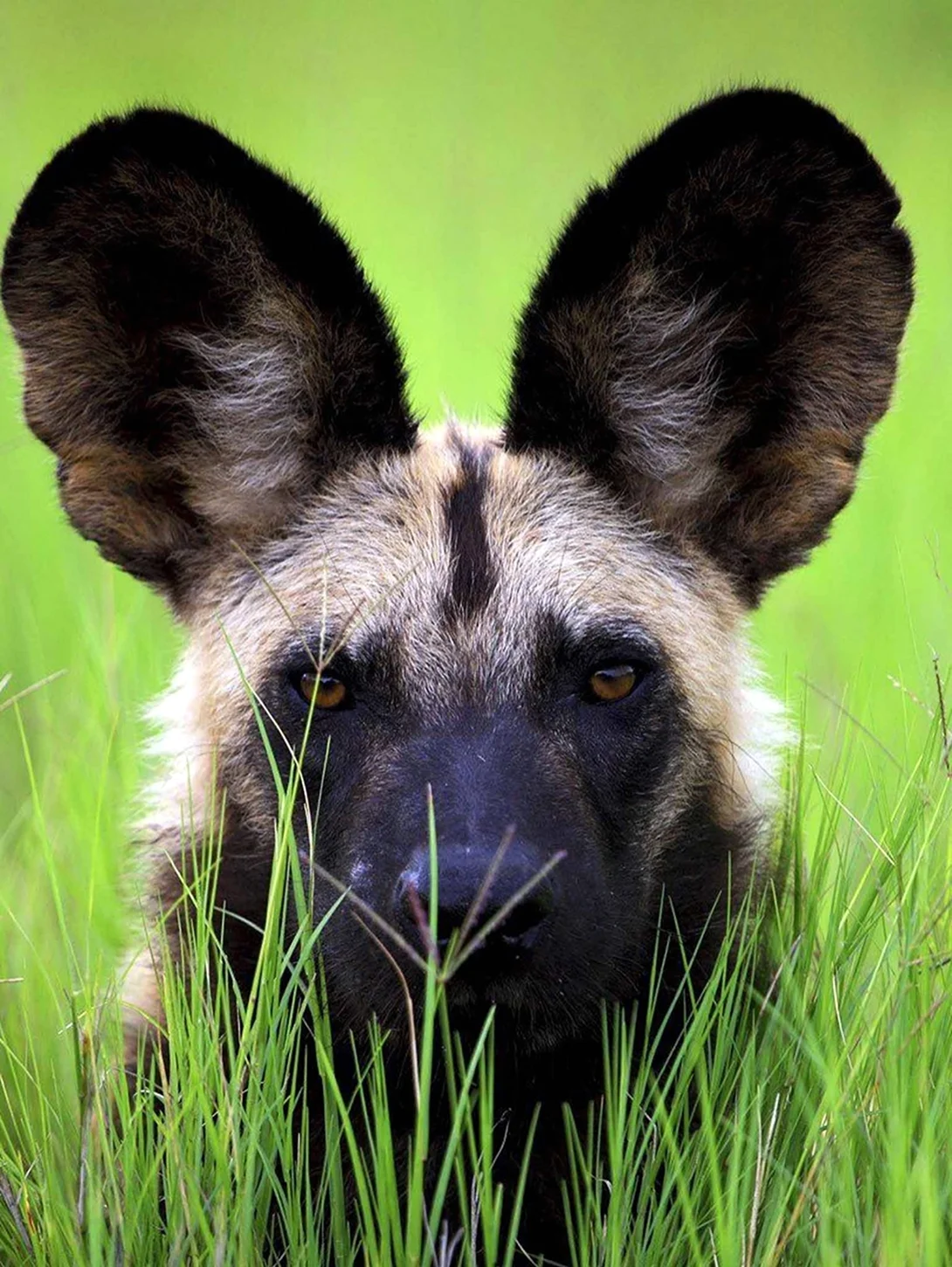 Уши животных