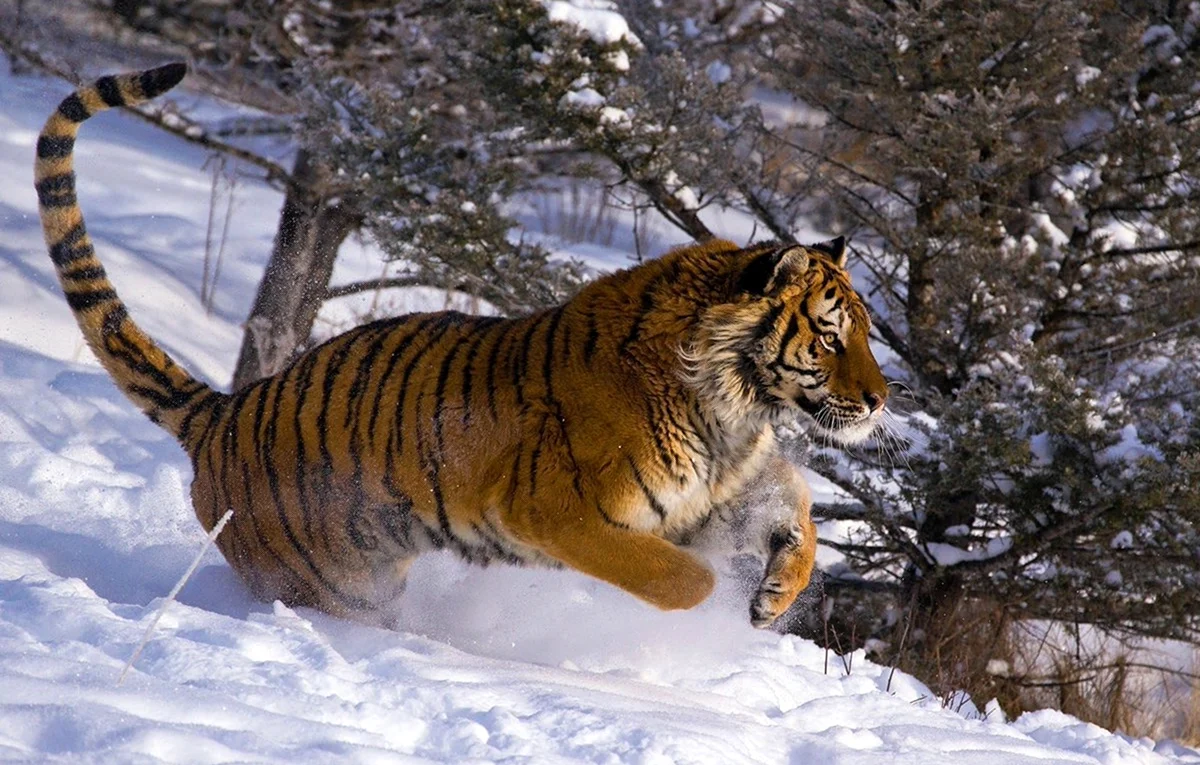 Уссурийский Амурский тигр Уссурийский Амурский тигр