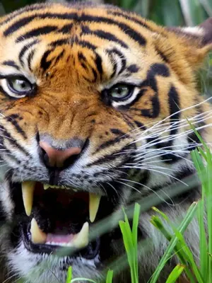 Уссурийский тигр
