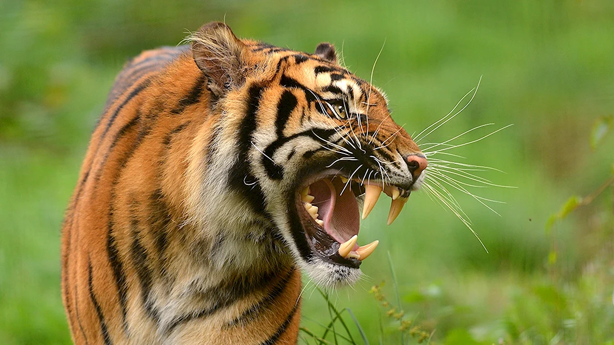 Уссурийский тигр оскал