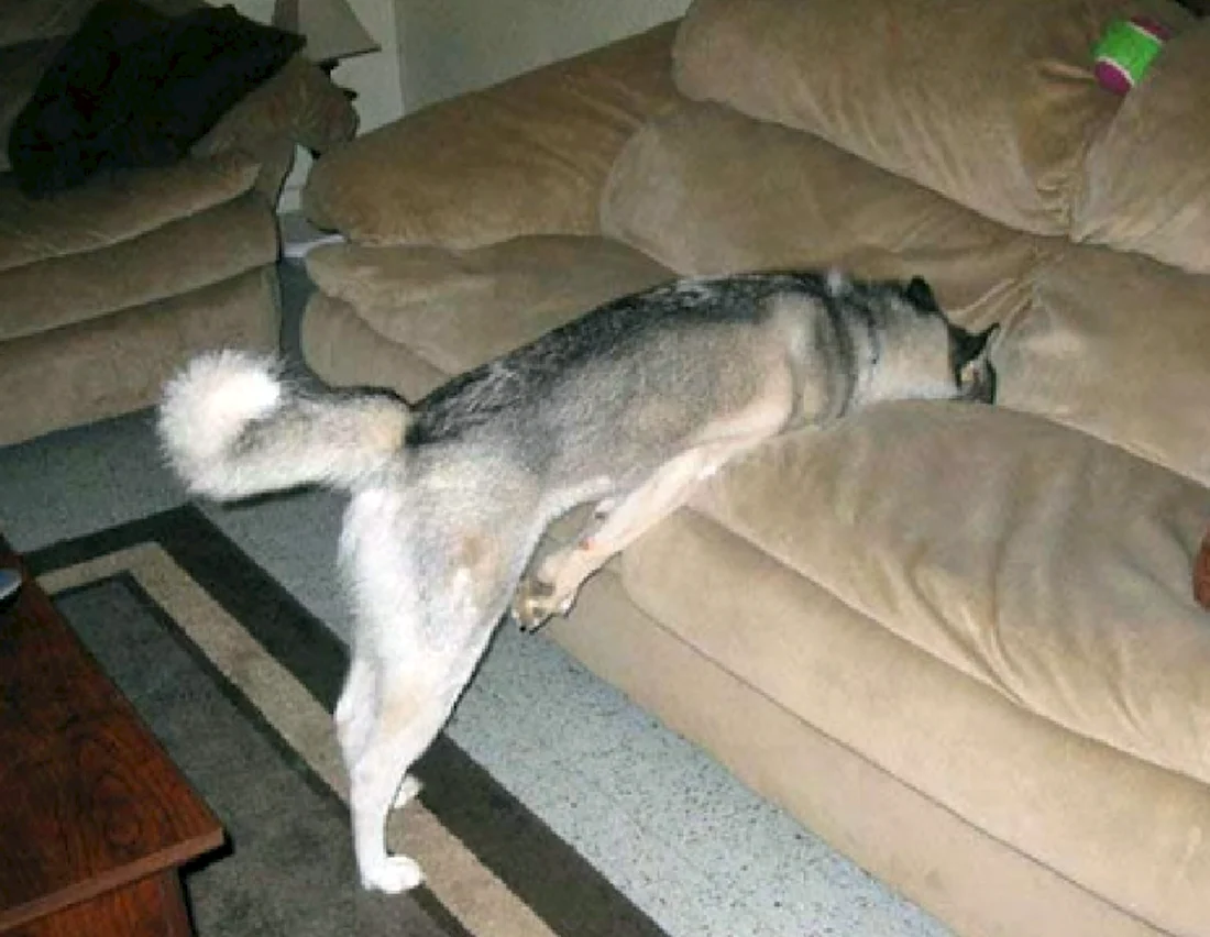 Уставшая собака