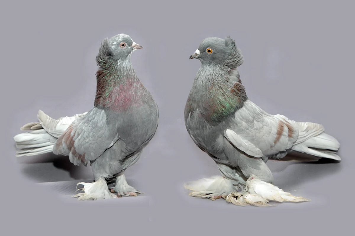 Узбекские двухчубые бойные голуби