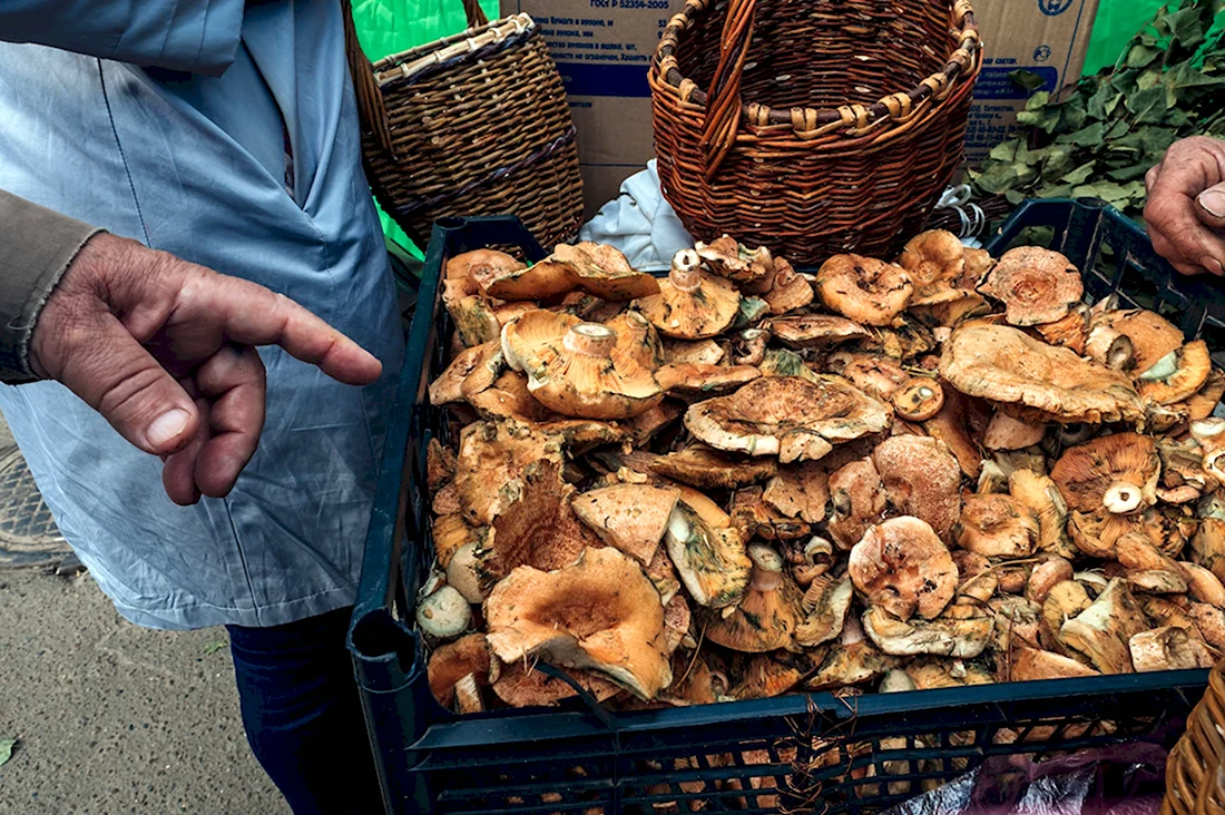 Узбекские грибы