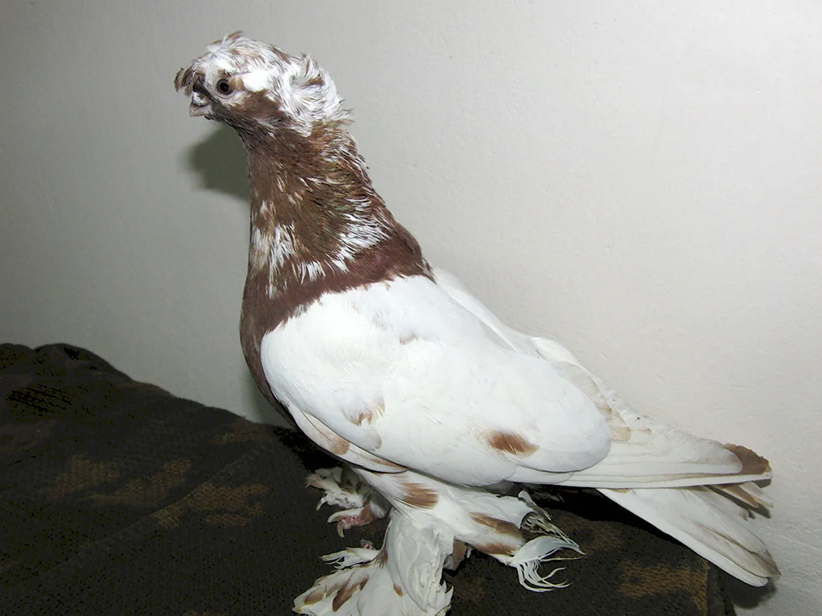 Узбекские породы голубей