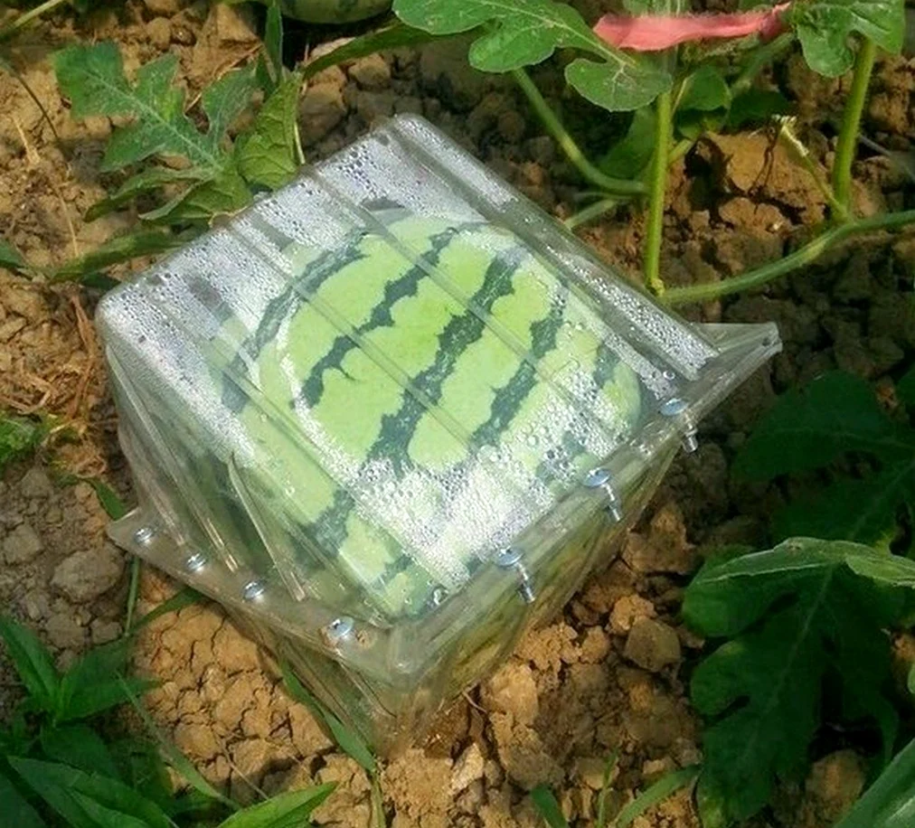 В Японии выращивают квадратные арбузы