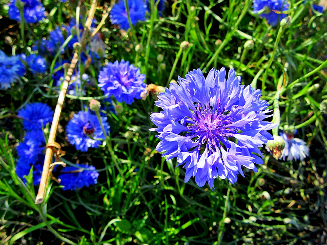 Василёк синий цветки