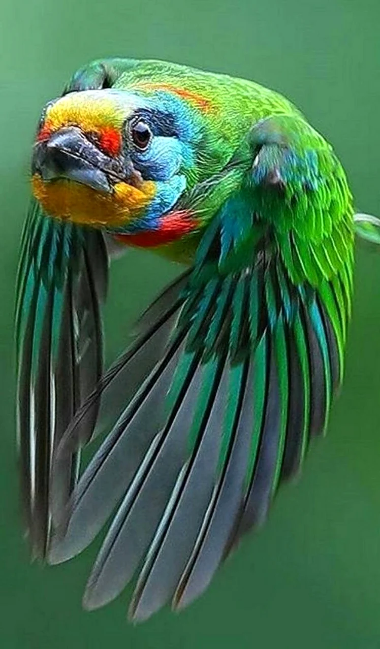 Веерный попугай