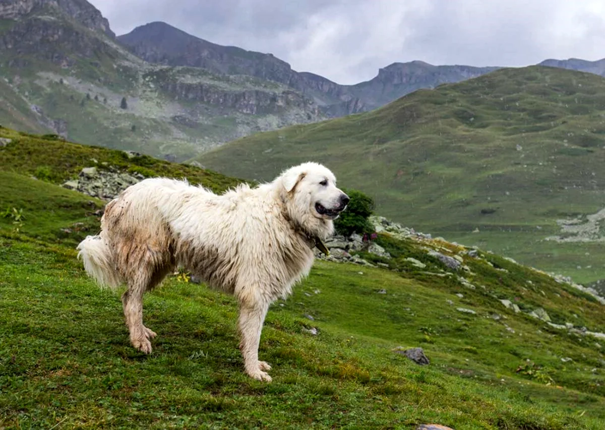 Великие Пиренеи порода собак
