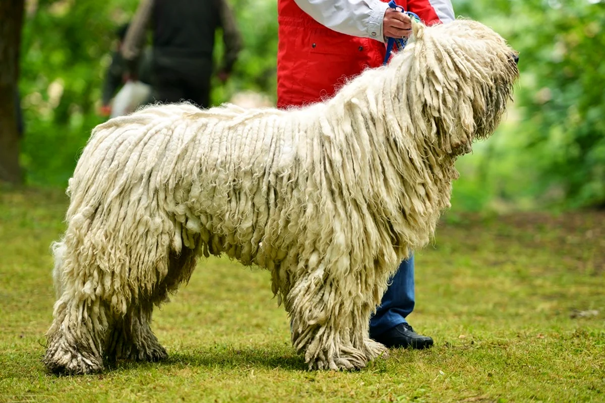 Венгерская овчарка