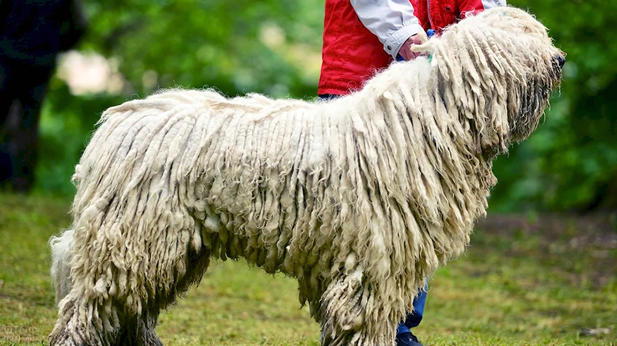 Венгерская овчарка Командор