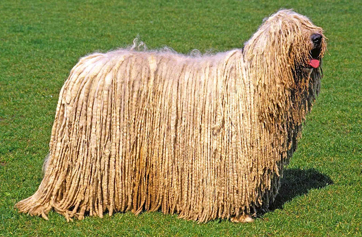 Венгерская пастушья овчарка