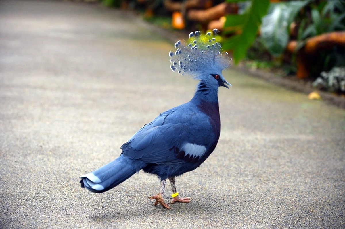 Венценосный голубь