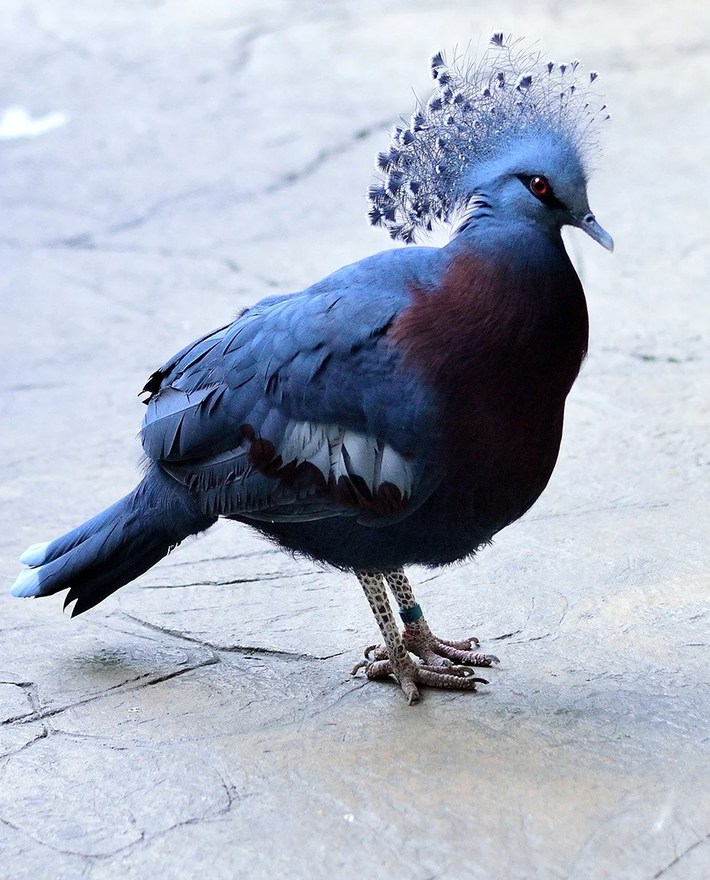 Венценосный голубь викторий