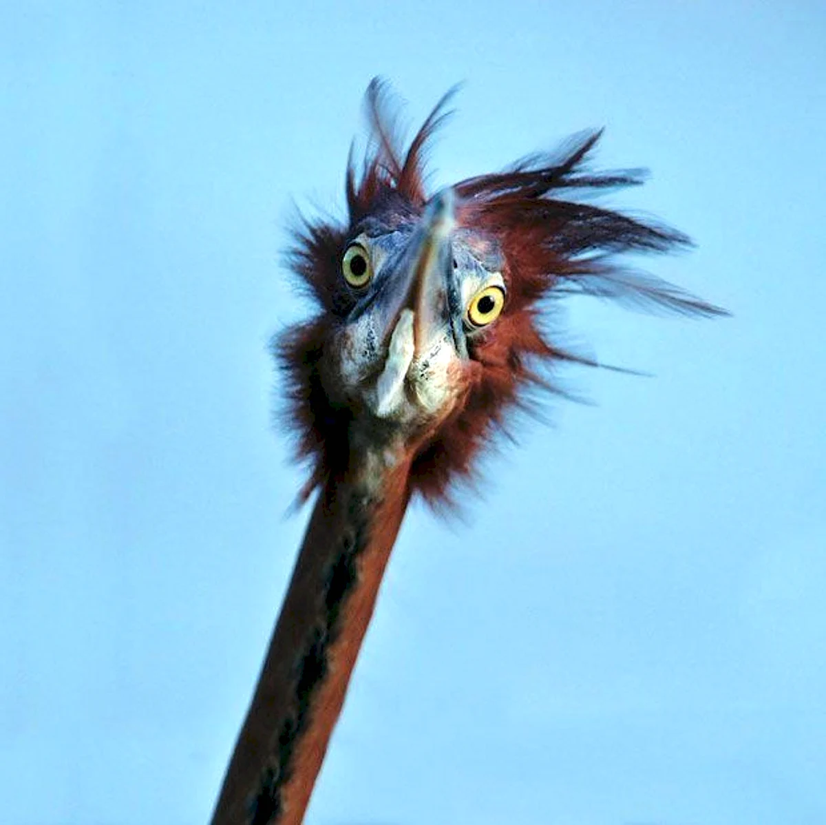Венценосный мухоед птица