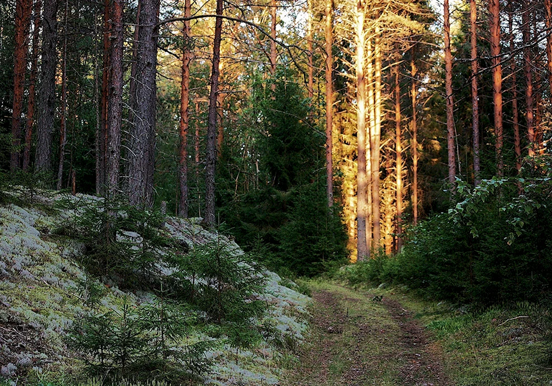 Вепсский лес в Ленинградской области