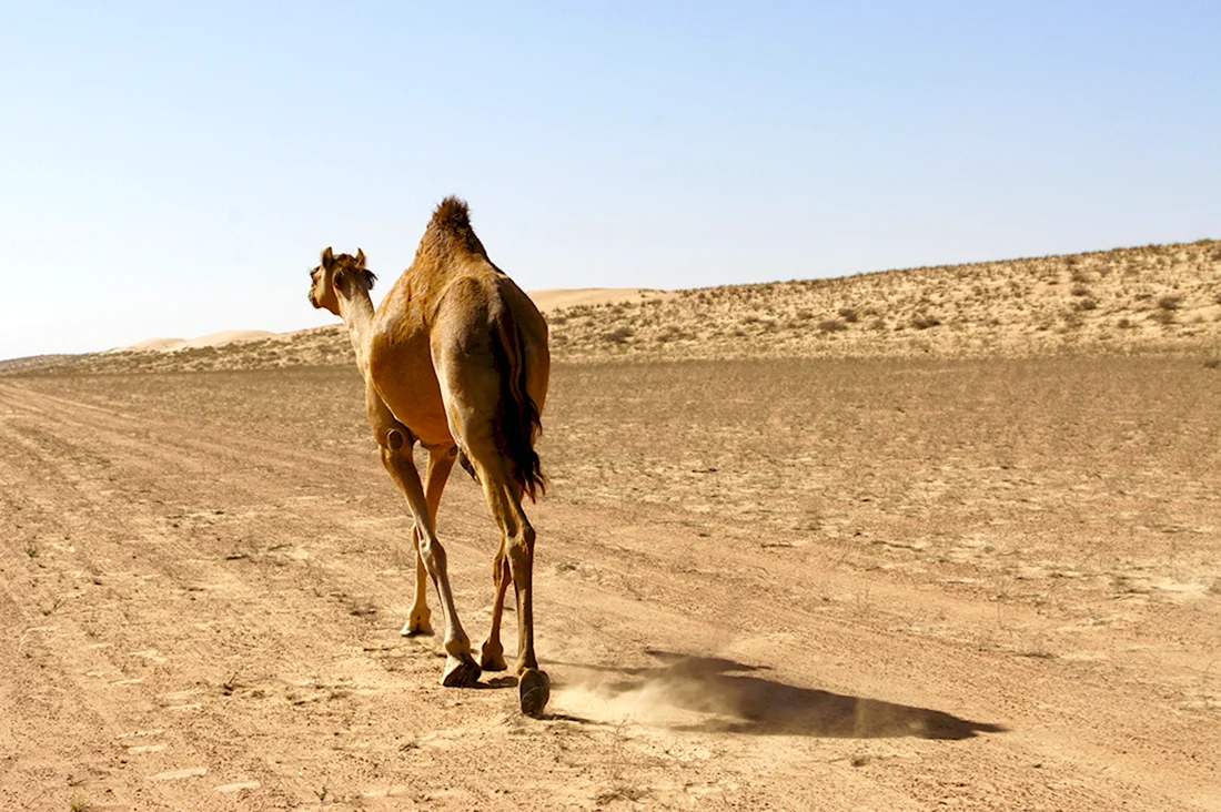 Верблюд одногорбый Бедуин