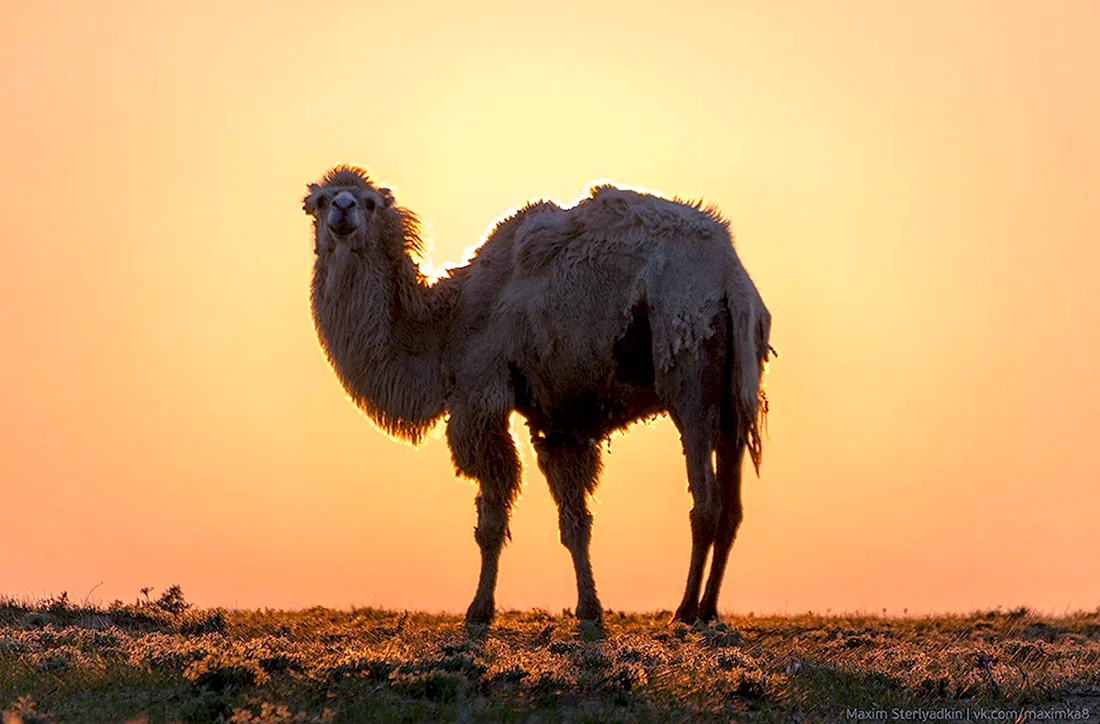 Верблюды в Казахстане