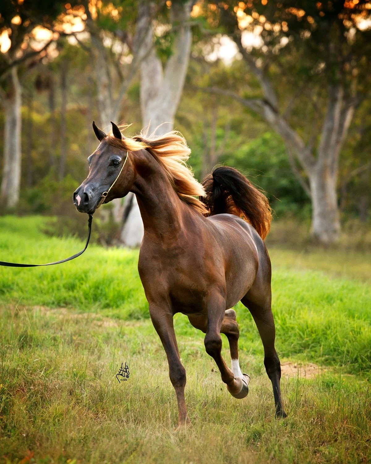 Верховая арабская лошадь Дахман