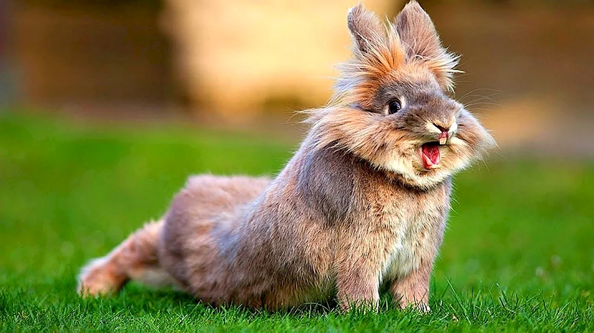Веселый кролик