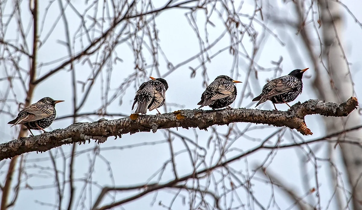 Весенние птицы Татарстана