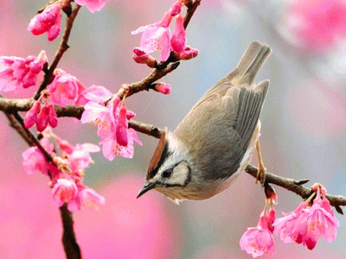Весна апрель птицы