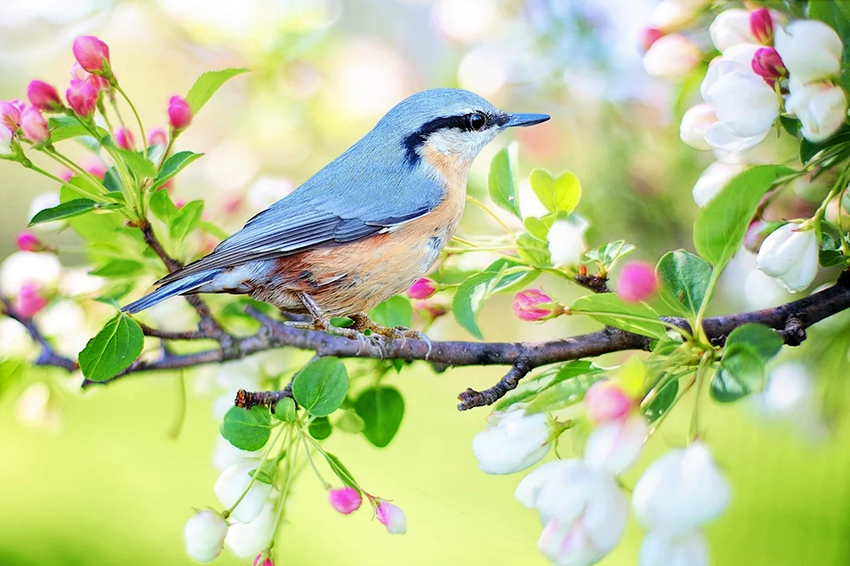 Весна птицы