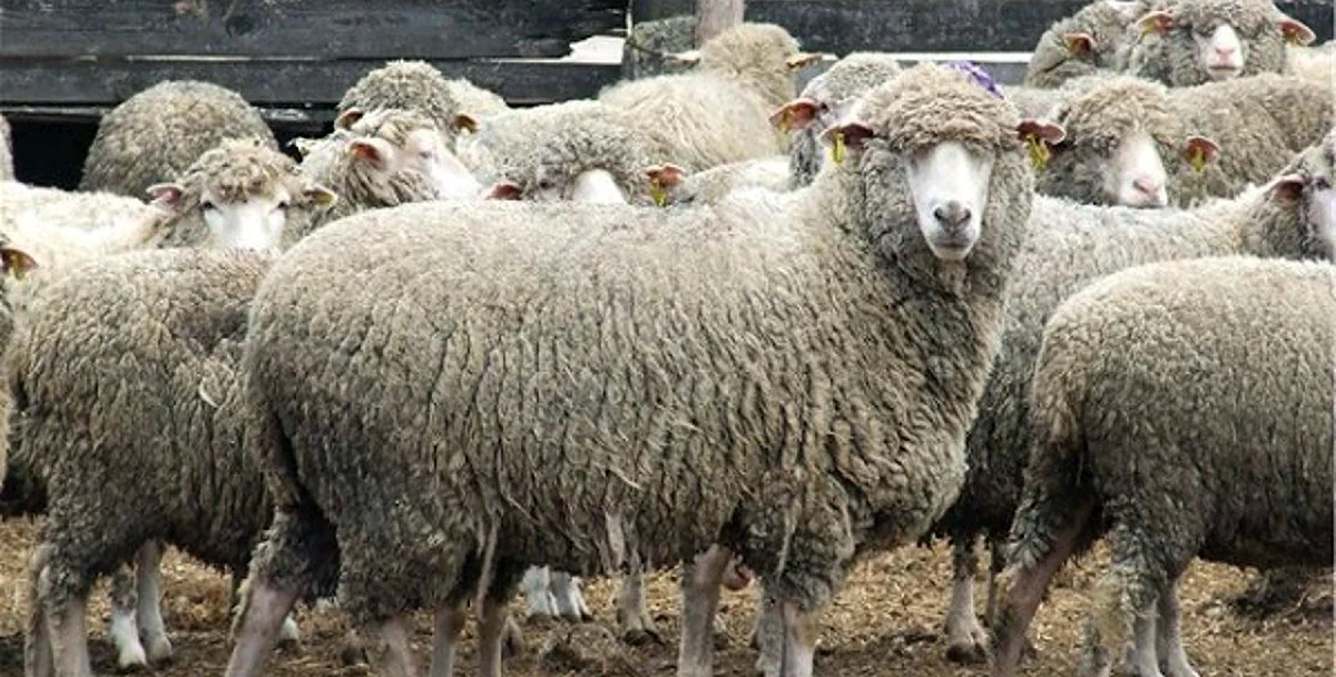 Вятская порода овец