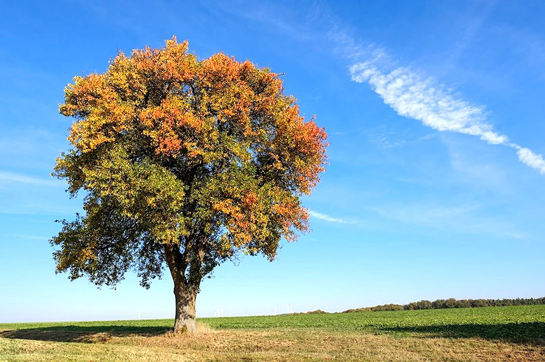 Вяз дерево осенью