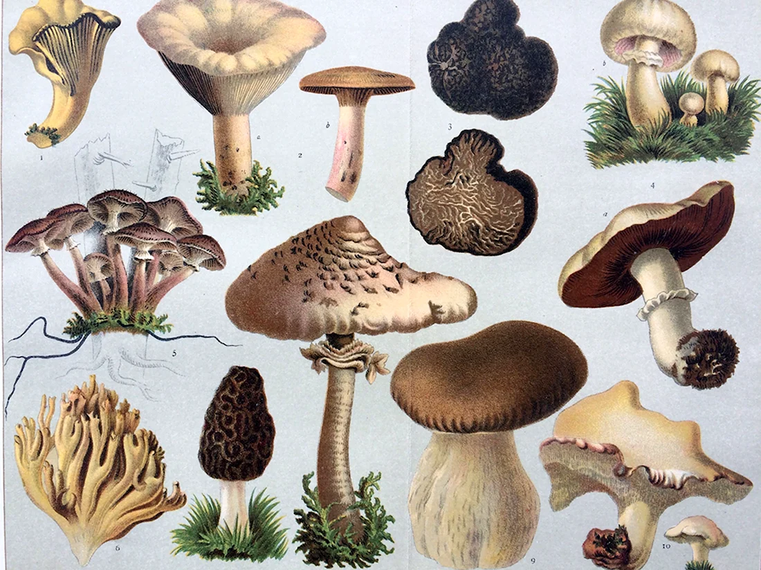 Виды грибов ботаника
