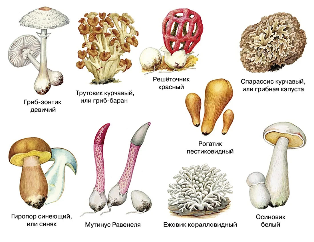 Виды грибов съедобных и несъедобных