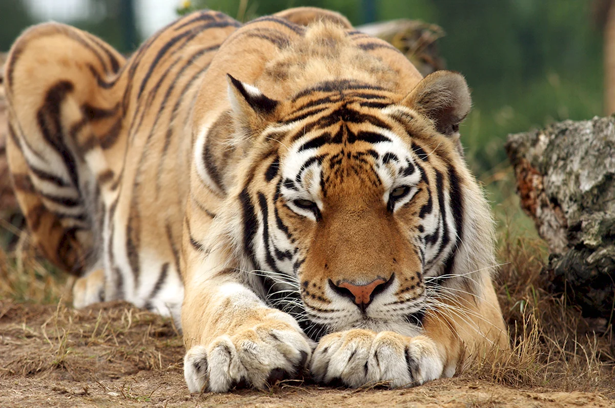 Виды тигров