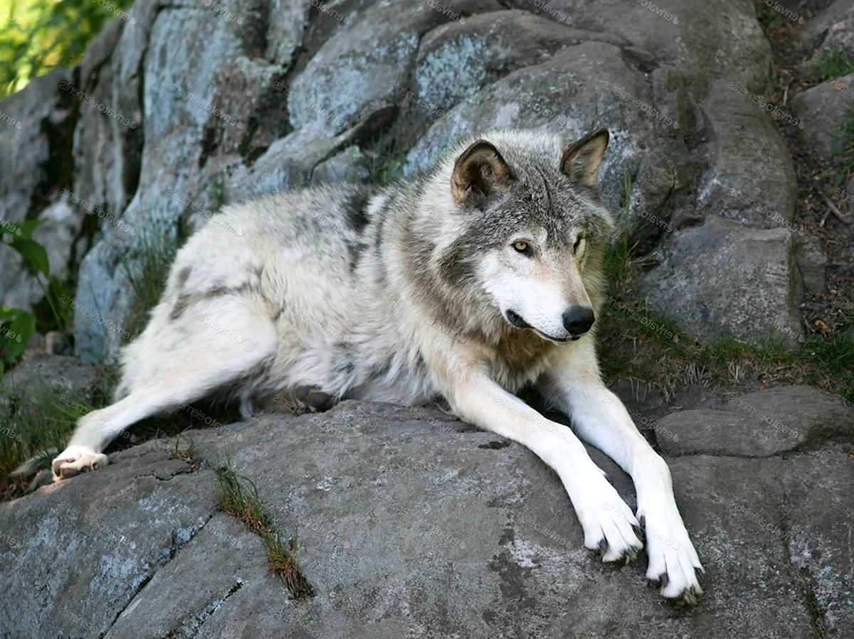 Виннипегский волк