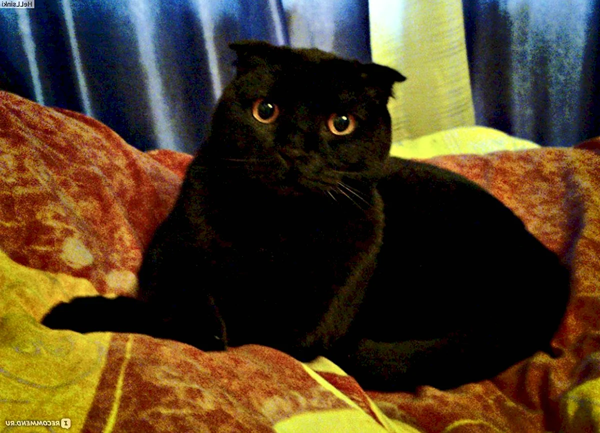 Вислоухий кот черный метис