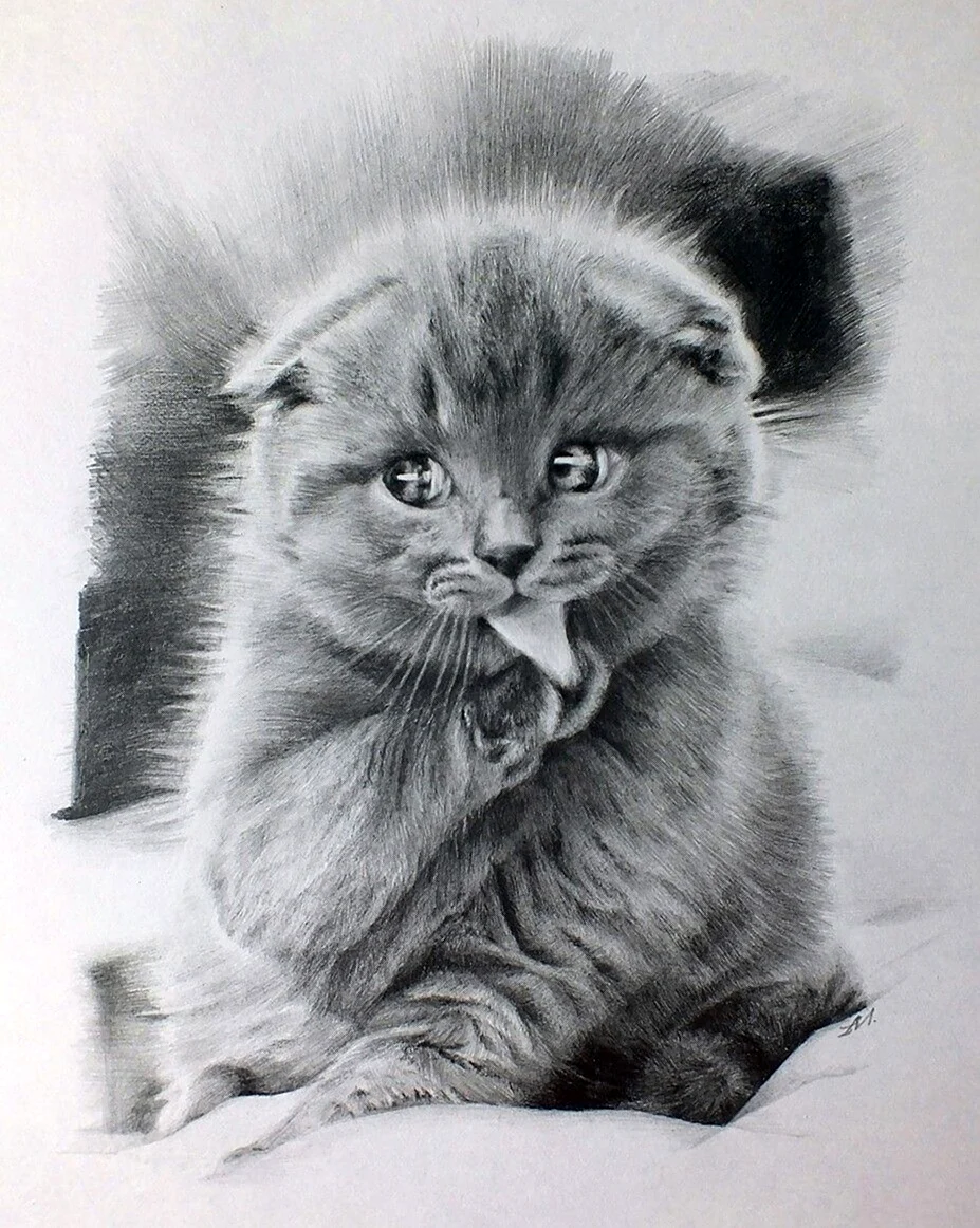 Вислоухий кот карандашом