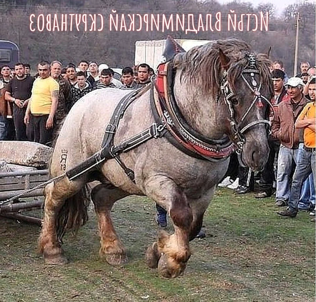 Владимирский тяжеловоз лошадь