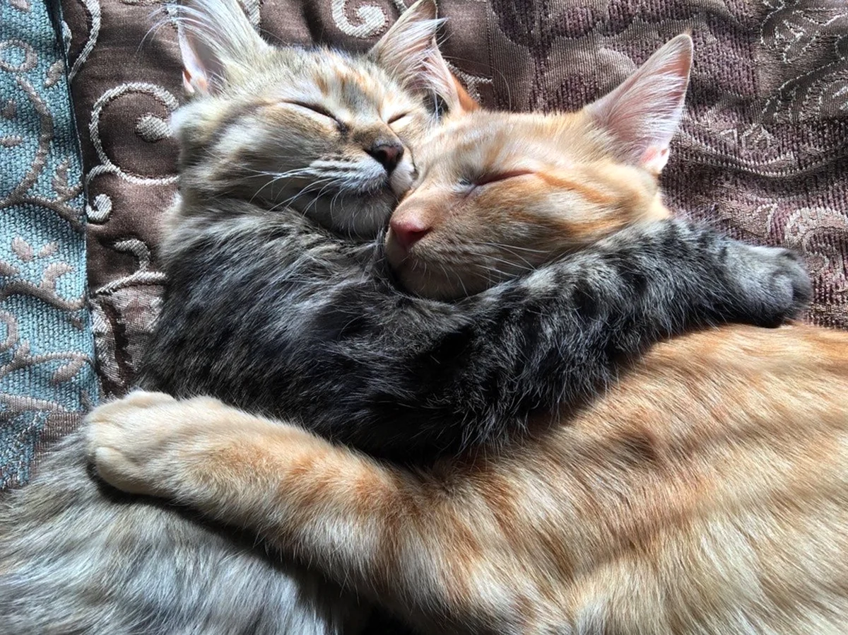 Влюбленные котики
