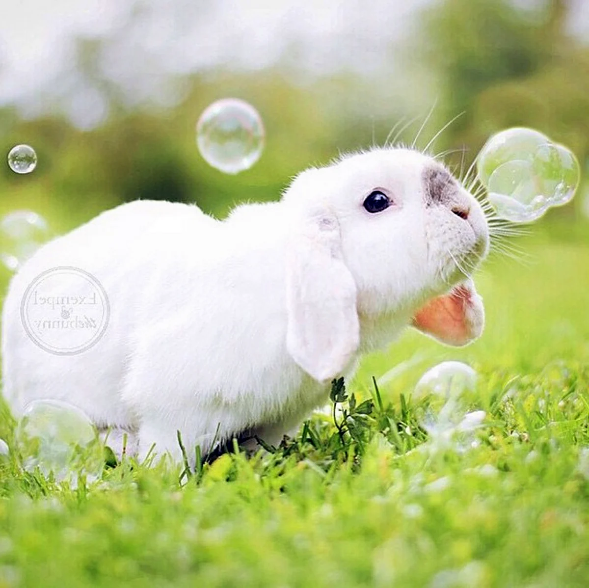 Водяной кролик