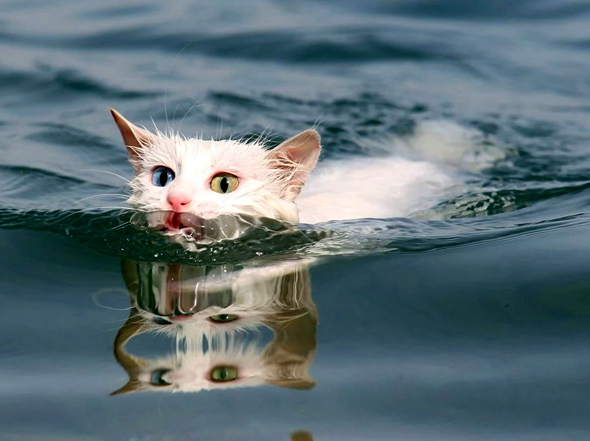 Водоплавающие кошки озеро Ван