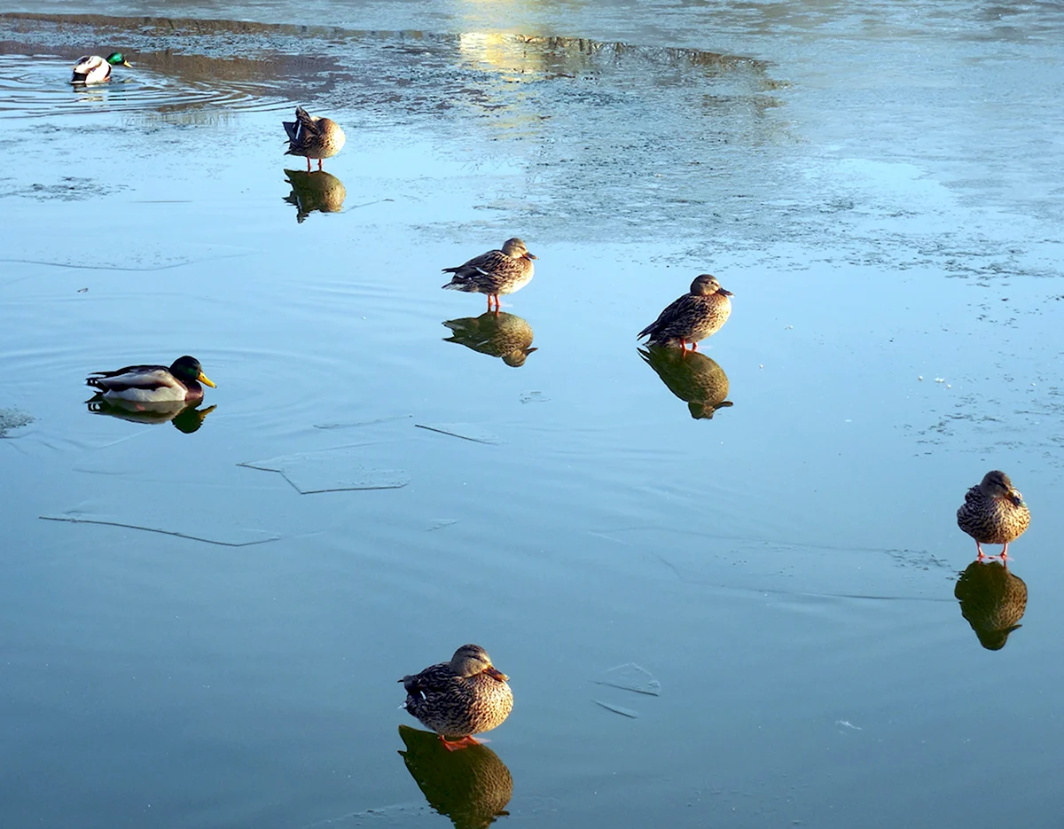 Водоплавающие утки на озере Фрязино